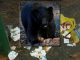 Banner Mountain Bear Aims to Shame People into Eating Better