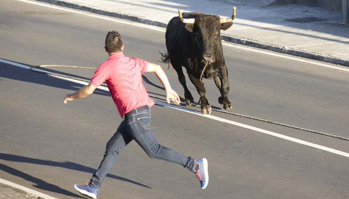 Pete Johnson of Cedar Ridge attempting to capture his pet Bull "Jim" on Mill Street in Grass Valley. Picture courtesy of Janet Williams of Cedar Ridge.