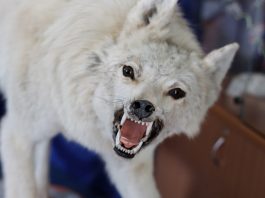 A picture of Amelia Brushworn's dog found on her North Bloomfield, CA home.