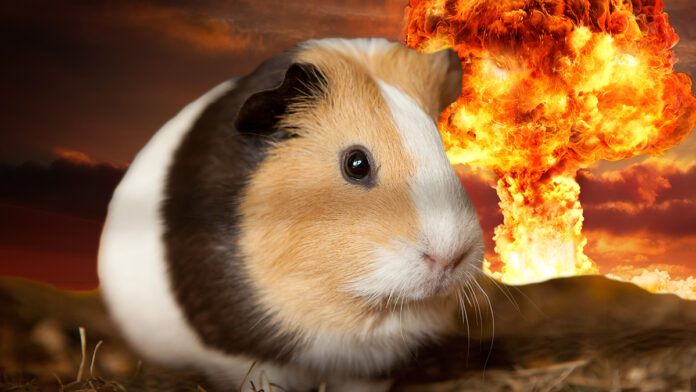 Nevada City Guinea Pig Sugar Peaches isn't concerned about the pending nuclear holocaust brought on by a Donald Trump[ Presidency.