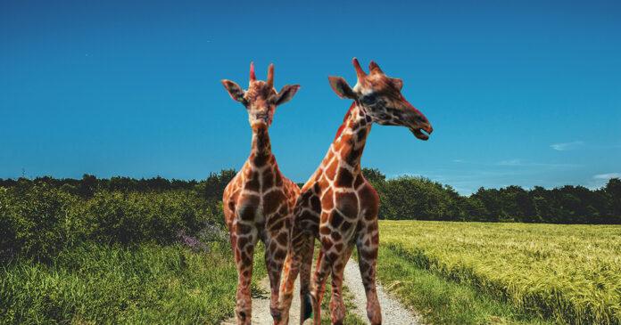 In Fair Play, South Carolina, eccentric Bobby Lee Jenkins astounds the world with his peculiar creation: short-necked giraffes. These whimsical creatures, Dolly, Molly, and Wally, blur the line between genius and madness, while townsfolk marvel at the spectacle. A curious tale of ambition and animal husbandry unfolds in this quaint Southern township.